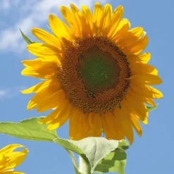 Back To The Roots 5pk Organic USA Flower Seeds -Garden Furniture Store GUEST 00fe6079 8f7b 4c04 ada9 860c92cb4426