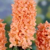 10ct Hyacinths Gipsy Queen Orange Bulbs - Van Zyverden
