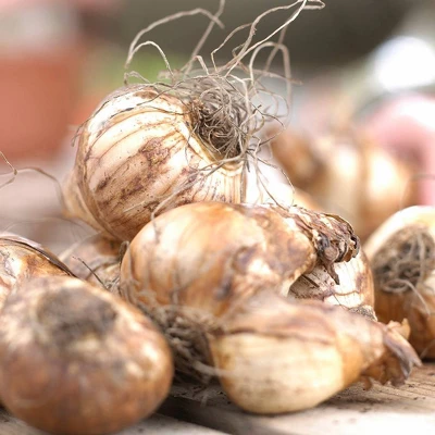 6ct Narcissus Daffodils Shrike Set Orange - Van Zyverden 1 6ct Narcissus Daffodils Shrike Set Orange - Van Zyverden