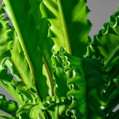 Victoria Birds Nest Fern - National Plant Network 1 Victoria Birds Nest Fern - National Plant Network