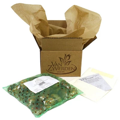 6ct Narcissus Daffodils Shrike Set Orange - Van Zyverden 2 6ct Narcissus Daffodils Shrike Set Orange - Van Zyverden - Image 2