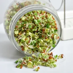 Tribest GEO Sprouting Jar System With Stainless Steel Rack And Ceramic Base Plate – Clear -Garden Furniture Store GUEST 233561dd d0c4 4b22 8d23 695e494c00e1