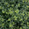 Holly 'Soft Touch' 2.25gal U.S.D.A. Hardiness Zones 5-9 - 1p - National Plant Network