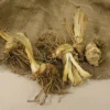3ct Bearded Iris Superstition Roots - Van Zyverden