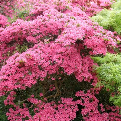 2.25gal Pink Pearl Azalea Plant With Pink Blooms - National Plant Network 2 2.25gal Pink Pearl Azalea Plant With Pink Blooms - National Plant Network - Image 2