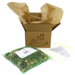 Set Of 3 Allium Schubertii Bulbs - Van Zyverden 10 Set Of 3 Allium Schubertii Bulbs - Van Zyverden -Garden Furniture Store GUEST 3ec89b3a 67aa 458a bc1b 0e64f312c218