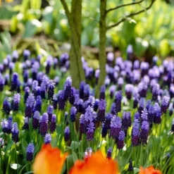 Van Zyverden Set Of 25 Bulbs Grape Hyacinths Latifolum