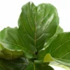 Ficus Lyrata Standard - National Plant Network