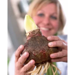 Van Zyverden Amaryllis Orange Sovereign Flower Bulb 5 Van Zyverden Amaryllis Orange Sovereign Flower Bulb -Garden Furniture Store GUEST 4dbb9975 1011 496f 99d2 0c50de5f7e46