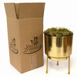 Amaryllis Double Dream Preplanted Bulb With Brass Finish Iron Planter And Stand - Van Zyverden -Garden Furniture Store GUEST 54b4cb8e feb9 4e0e ad14 7216fa24d3b9