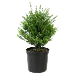 Holly 'Compacta' 1pc - National Plant Network U.S.D.A Hardiness Zone 6-9 2.25 Gallon