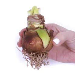 Van Zyverden 5ct Amaryllis Multicolored Flower Bulb Set 5 Van Zyverden 5ct Amaryllis Multicolored Flower Bulb Set -Garden Furniture Store GUEST 600e2570 7273 44d4 a410 4ad4f3dec2d8 6