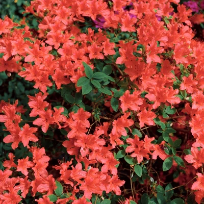 2.25gal Trouper Azalea Plant With Pink Blooms - National Plant Network 2 2.25gal Trouper Azalea Plant With Pink Blooms - National Plant Network - Image 2
