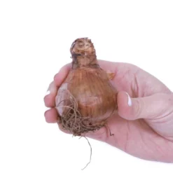 6ct Narcissus Daffodils Shrike Set Orange - Van Zyverden 6 6ct Narcissus Daffodils Shrike Set Orange - Van Zyverden -Garden Furniture Store GUEST 67f682d2 cd80 468f b76c 9ab1d3b6f1d6