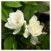 Gardenia 'August Beauty' Cottage Hill - U.S.D.A. Hardiness Zones 7-11