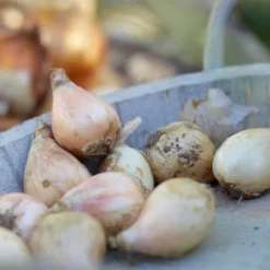 100ct Allium Blend Bulbs - Van Zyverden -Garden Furniture Store GUEST 702d2767 9ecf 4653 aee8 293dad7e6067