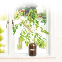 Back To The Roots Organic Tomato Grow Kit -Garden Furniture Store GUEST 761ae776 020c 4c9e 930b 0e4a9b2de8cb