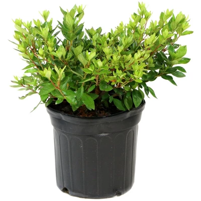 2.25gal Trouper Azalea Plant With Pink Blooms - National Plant Network 1 2.25gal Trouper Azalea Plant With Pink Blooms - National Plant Network