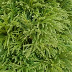 Cryptomeria 'Globosa Nana' 1pc U.S.D.A. Hardiness Zones 5-8 National Plant Network 2.25gal