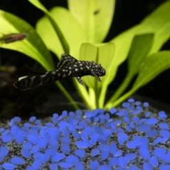 Solar Garden Stones - 500-Pack Glow In The Dark Pathway Pebble Lights - Decorative Glowing Rocks For Flowerbeds And Walkways By Pure Garden (Blue) 7 Solar Garden Stones - 500-Pack Glow In The Dark Pathway Pebble Lights - Decorative Glowing Rocks For Flowerbeds And Walkways By Pure Garden (Blue) -Garden Furniture Store GUEST 8adef7ee 7d39 44c7 aded 22435182b7cd