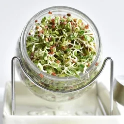 Tribest GEO Sprouting Jar System With Stainless Steel Rack And Ceramic Base Plate – Clear -Garden Furniture Store GUEST 8c36ed12 8655 4380 a14f 4391e00c9ebb