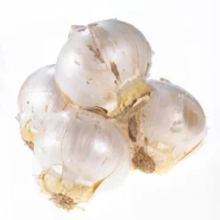 Set Of 3 Allium Schubertii Bulbs - Van Zyverden 9 Set Of 3 Allium Schubertii Bulbs - Van Zyverden -Garden Furniture Store GUEST 8cabff0b 513e 4b3e 9a1a c5941e1d9e05
