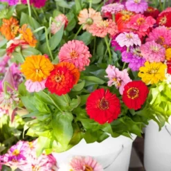 Back To The Roots 5pk Organic USA Flower Seeds -Garden Furniture Store GUEST 9a5e7d18 d232 4ca6 bffc 0cf53ae0febb