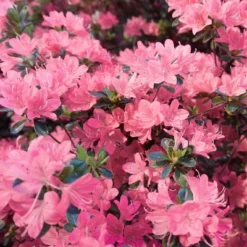 2.25gal Pink Pearl Azalea Plant With Pink Blooms - National Plant Network 5 2.25gal Pink Pearl Azalea Plant With Pink Blooms - National Plant Network -Garden Furniture Store GUEST 9d73beab 0817 48f4 813e bae7376912df