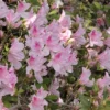 Azalea 'George L. Tabor' 2.25gal U.S.D.A. Hardiness Zones 8-9 - 1pc - National Plant Network