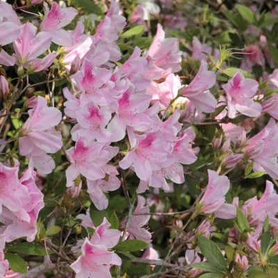 Azalea 'George L. Tabor' 2.25gal U.S.D.A. Hardiness Zones 8-9 - 1pc - National Plant Network 1 Azalea 'George L. Tabor' 2.25gal U.S.D.A. Hardiness Zones 8-9 - 1pc - National Plant Network