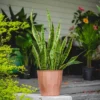 2Gal Snake Plant 'Laurentii' Sansaveria Plant In 10" Grower's Pot - National Plant Network