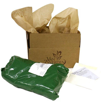 3ct Bearded Iris Superstition Roots - Van Zyverden 2 3ct Bearded Iris Superstition Roots - Van Zyverden - Image 2