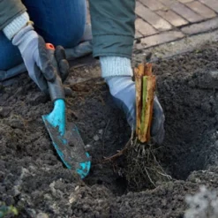 3ct Bearded Iris Superstition Roots - Van Zyverden 5 3ct Bearded Iris Superstition Roots - Van Zyverden -Garden Furniture Store GUEST c9426e2e 04ac 48d2 a640 dd1acba3de3d 1