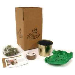 Amaryllis Pink Kit Minerva With Iron Brass Fluted Planter - Van Zyverden 5 Amaryllis Pink Kit Minerva With Iron Brass Fluted Planter - Van Zyverden -Garden Furniture Store GUEST cf147812 4bb3 4c94 8882 edc0e880ab75