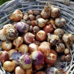 Van Zyverden Set Of 100 Bulbs Spring Time Favorite's Cottage Garden