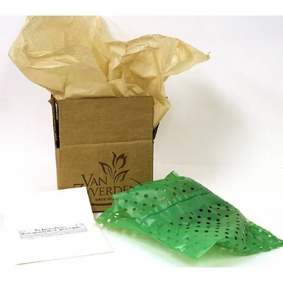 Van Zyverden Amaryllis Multicolored Elvas Flower Bulb 2 Van Zyverden Amaryllis Multicolored Elvas Flower Bulb - Image 2