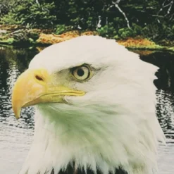 Commonwealth Seascapes Light Filtering Enhance Living Space With Satiny Look Grommet Outdoor Panel Pair Indigo 6 Commonwealth Seascapes Light Filtering Enhance Living Space With Satiny Look Grommet Outdoor Panel Pair Indigo -Garden Furniture Store GUEST e93a211b c352 4a2e b559 272d3423c5e2