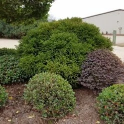 Cryptomeria 'Globosa Nana' 1pc U.S.D.A. Hardiness Zones 5-8 National Plant Network 2.25gal 7 Cryptomeria 'Globosa Nana' 1pc U.S.D.A. Hardiness Zones 5-8 National Plant Network 2.25gal -Garden Furniture Store GUEST f64e72f3 4554 47d8 9b9e 9e46fcade30f