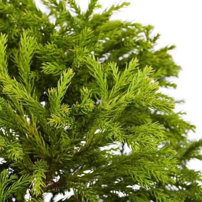 Cryptomeria 'Globosa Nana' 1pc U.S.D.A. Hardiness Zones 5-8 National Plant Network 2.25gal 3 Cryptomeria 'Globosa Nana' 1pc U.S.D.A. Hardiness Zones 5-8 National Plant Network 2.25gal - Image 3